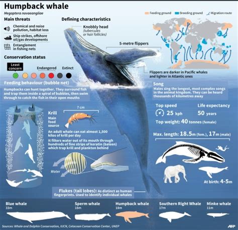 Humpback Whale Breeding