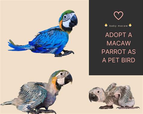 Baby Macaw - Baby Macaw parrot Health Lifespan Adopte