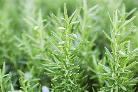 Rosemary Plants: Care and Growing Guide