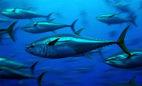 Climate Change as Seen Through Atlantic Bluefin Tuna – Shark Research ...