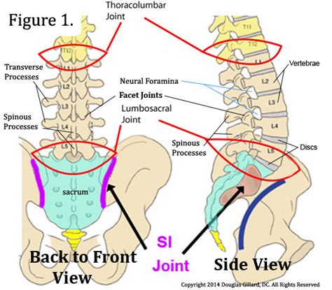 Anatomy Of The Lumbar Spine - Anatomical Charts & Posters