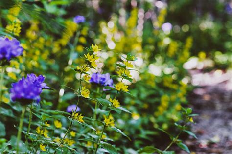 Free picture: pathway, walkway, meadow, wildflower, natural park, trail, flower, nature ...