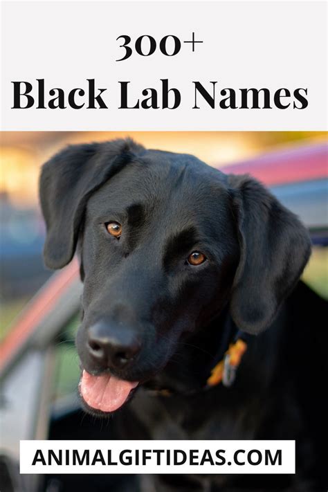 Black Lab Names - Unique Ideas for Naming Your Black Labrador | Black lab names, Black labs dogs ...