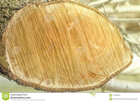 Wood Slice of a Tree Trunk Sawn on the Street Stock Image - Image of ...