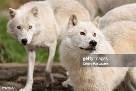 91 Arctic Wolf Pack Stock Photos, High-Res Pictures, and Images - Getty Images