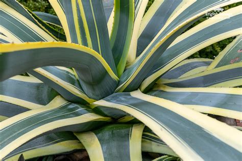 Massive agave plant in banded plant pot