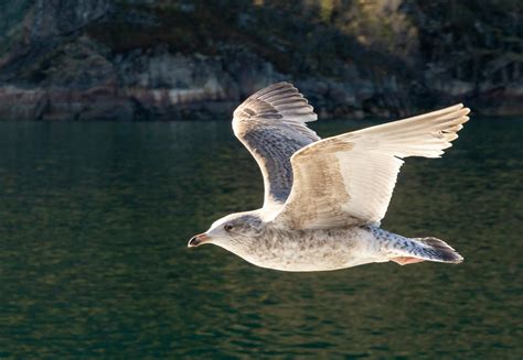 Close-Up Shot of a Seagull Flying · Free Stock Photo