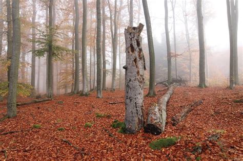 Premium Photo | Beech forest in autumn