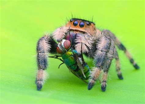 Spider Predators: What Eats Spiders? - IMP WORLD