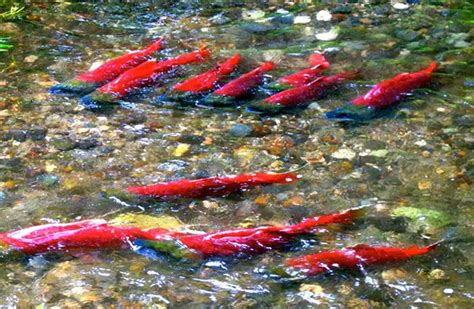 Sockeye Salmon | Bruin Blog