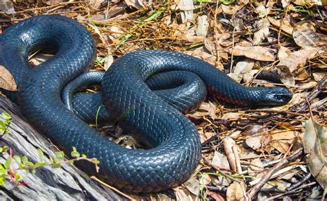 Black snake | Nonvenomous, Nocturnal, North America | Britannica