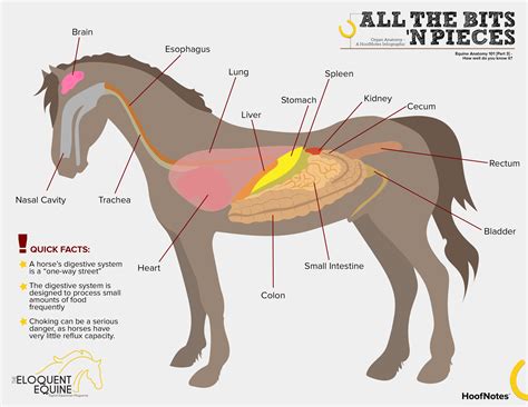 Horse Anatomy Diagram Organs