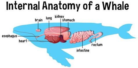 Blue Whale Anatomy Diagram