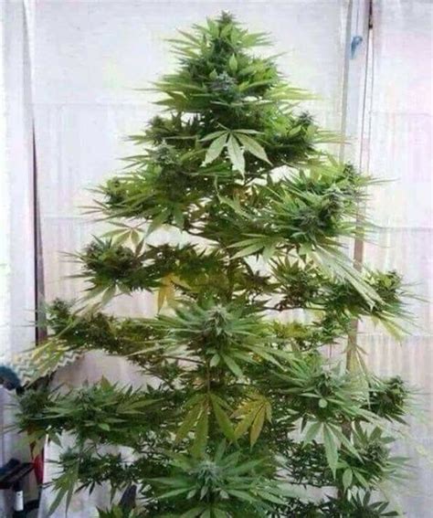 Best Christmas Tree - Harvesting - I Love Growing Marijuana Forum