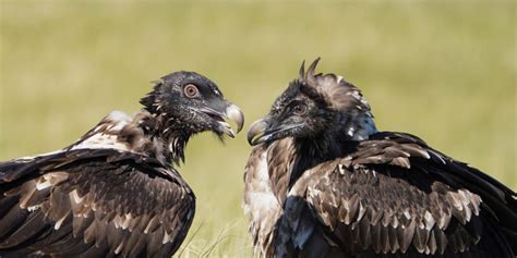 LIFE secures a brighter future for Europe's bearded vulture - European ...