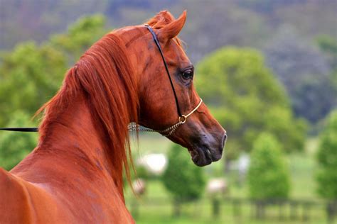 All About the Arabian Horse: Breed Profile, History, Characteristics, & Facts - Savvy Horsewoman