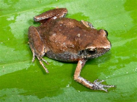 Pictures: See-Through Frog, Other "Lost" Species Found