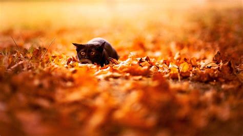 Autumn Cat Wallpapers - Top Free Autumn Cat Backgrounds - WallpaperAccess