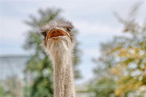 The Largest Bird In The World- 8 Fun Facts About The Ostrich! - Sharing My Fever For Africa