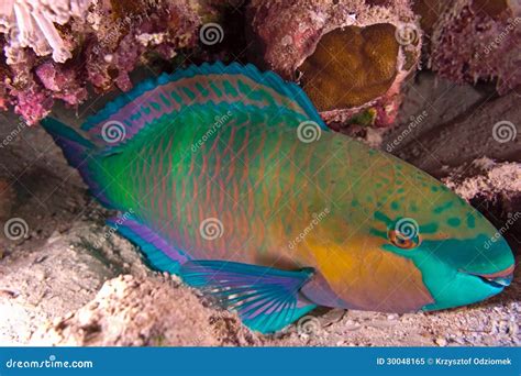 Parrotfish stock image. Image of parrot, wild, parrotfish - 30048165