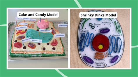 17 Creative Plant Cell Project Ideas To Try This Year, 42% OFF