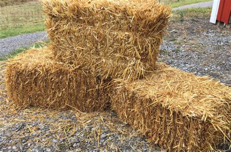 Straw bale Gardening | Sutherlands Blog