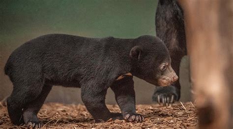 Adorable Sun Bear Cub Plays During Public Debut at Chester Zoo ...