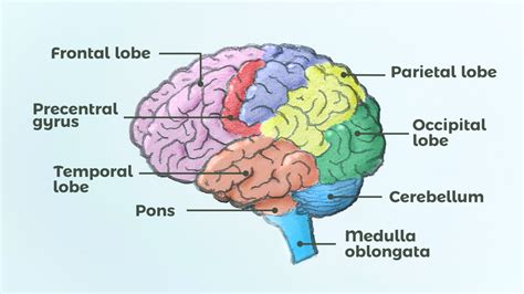 Labelled Brain