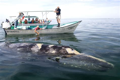 How to Go Whale Watching in Baja California Sur, Mexico