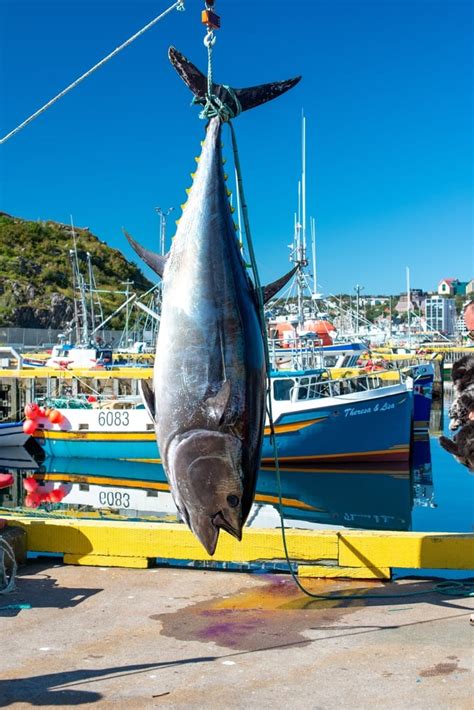 World Record for Biggest Atlantic Bluefin Tuna- American Oceans