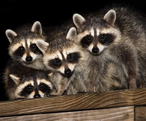 North American raccoon | San Diego Zoo Wildlife Explorers