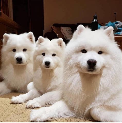 Samoyed Dog Breed Information, Images, Characteristics, Health