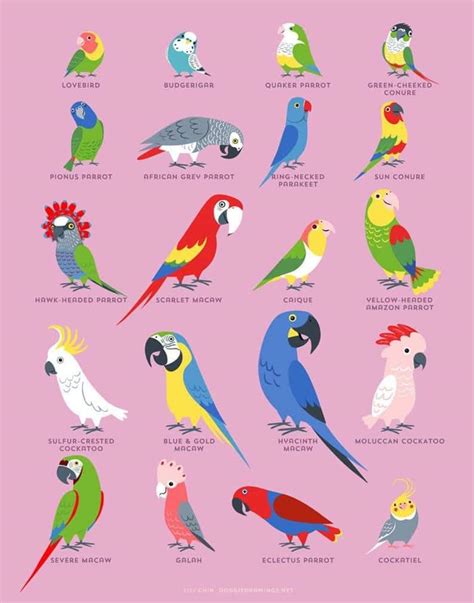 A guide to parrot species : r/coolguides