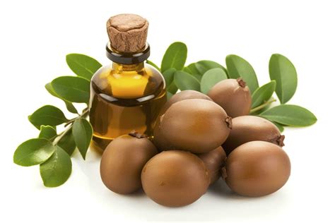 Argan seeds isolated on a white banner background. Argan oil nuts with ...