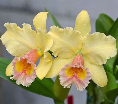 Get Inspired For Cattleya Flower For Sale 8+