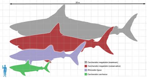 Could Megalodon Still Live In The Deep Ocean? | IFLScience