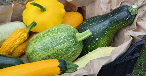 Edible Squash Varieties