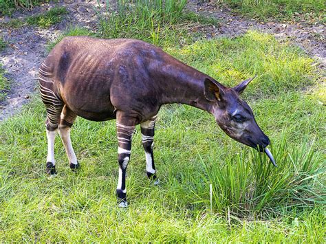 Africa’s 10 Strangest Animals That Are Out of This World ...