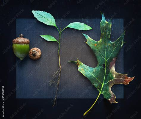 Three Stages of Oak Tree Growth with Acorn, Root and Leaf Stock Photo ...