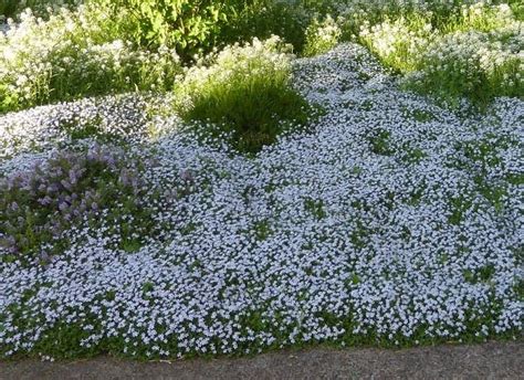 Blue Star Creeper Care: A Beautiful Ground Cover Plant