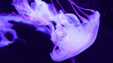 Purple Jellyfish 4K Wallpapers | HD Wallpapers | ID #26061