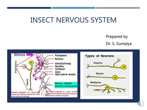 Lecture 13 insect nervous system | PPT