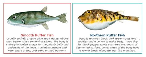 DEM warns anglers of deadly toxins from catching smooth puffer fish ...