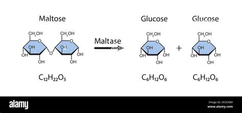 Maltase enzyme Effect On Maltose Sugar Molecule. Maltose Hydrolysis. Vector Illustration Stock ...