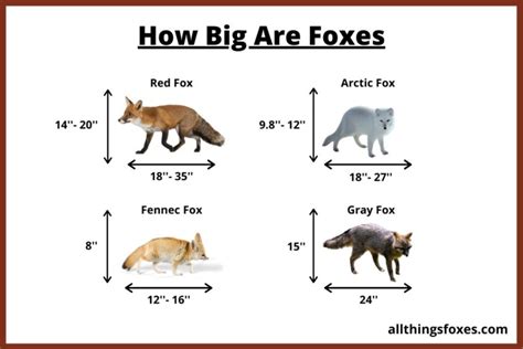 How Big is a Fox | Fox Size - All Things Foxes