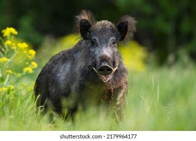 Big Male Wild Boar Tusks Summer Stock Photo 2179964177 | Shutterstock