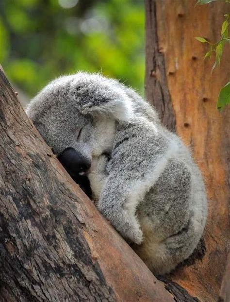 Sleeping baby koala : r/aww