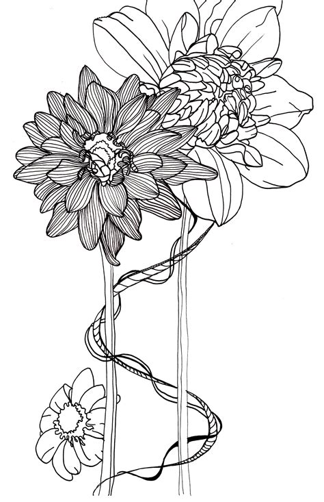 line drawing - flowers - dahlias | Flower line drawings, Flower drawing ...