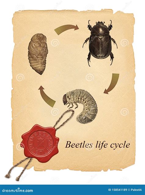 Old Paper Texture Image with Red Wax Seal Stamp. Scarab Beetle Stock Image - Image of cycle ...