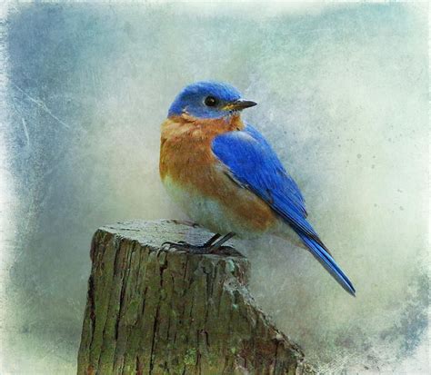 Blue Bird Flying Drawing at PaintingValley.com | Explore collection of Blue Bird Flying Drawing